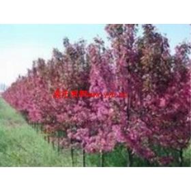 ������������С�糧���ǼҺã��������ֻ���������ô��