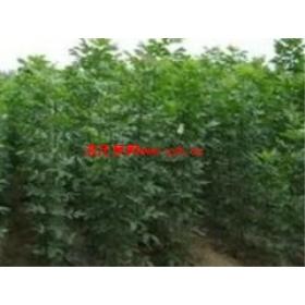 ������������С�糧���ļҺã��������ֻ��������۸��ṩ