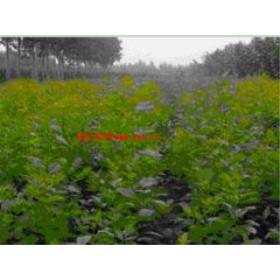 �ؼ���������С����������