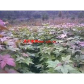 �ϸ����Ƿ�С��