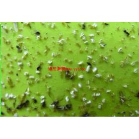 �ճ�峧��|ճ��峧��|���ռ�����