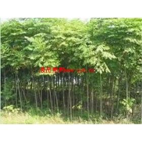 ɽ��ʡ��ǿ�ı�������С������