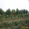 要买最便宜的造型法桐，海澜科技公司是不二选择：好的造型法桐