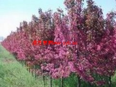 ������������С�糧���ǼҺã��������ֻ���������ô��