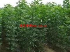 ������������С�糧���ļҺã��������ֻ��������۸��ṩ